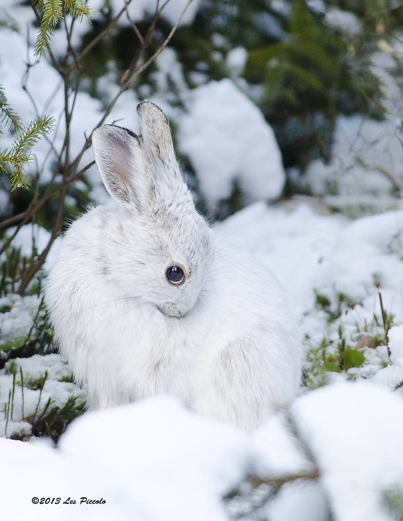 Заяц в сугробе. Баргузинский заповедник заяц Беляк. Арктический заяц Беляк. Лесной заяц Беляк. Заяц Беляк зимой.