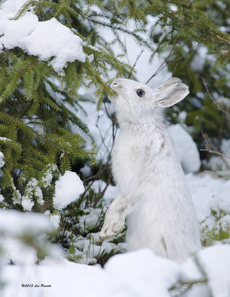 Зайка снегом. Заяц Беляк. Заяц-Беляк – Lepus timidus Linnaeus, 1758. Заяц Беляк зима лес.