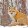 Winter Fox 2