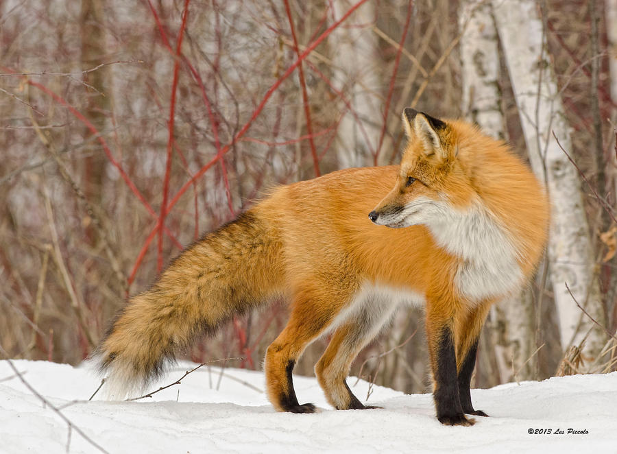 Winter Fox 4