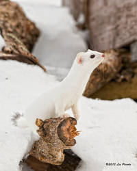 Short-Tailed Weasel 5