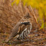 Ruffed Grouse ll