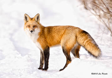 Red Fox 4