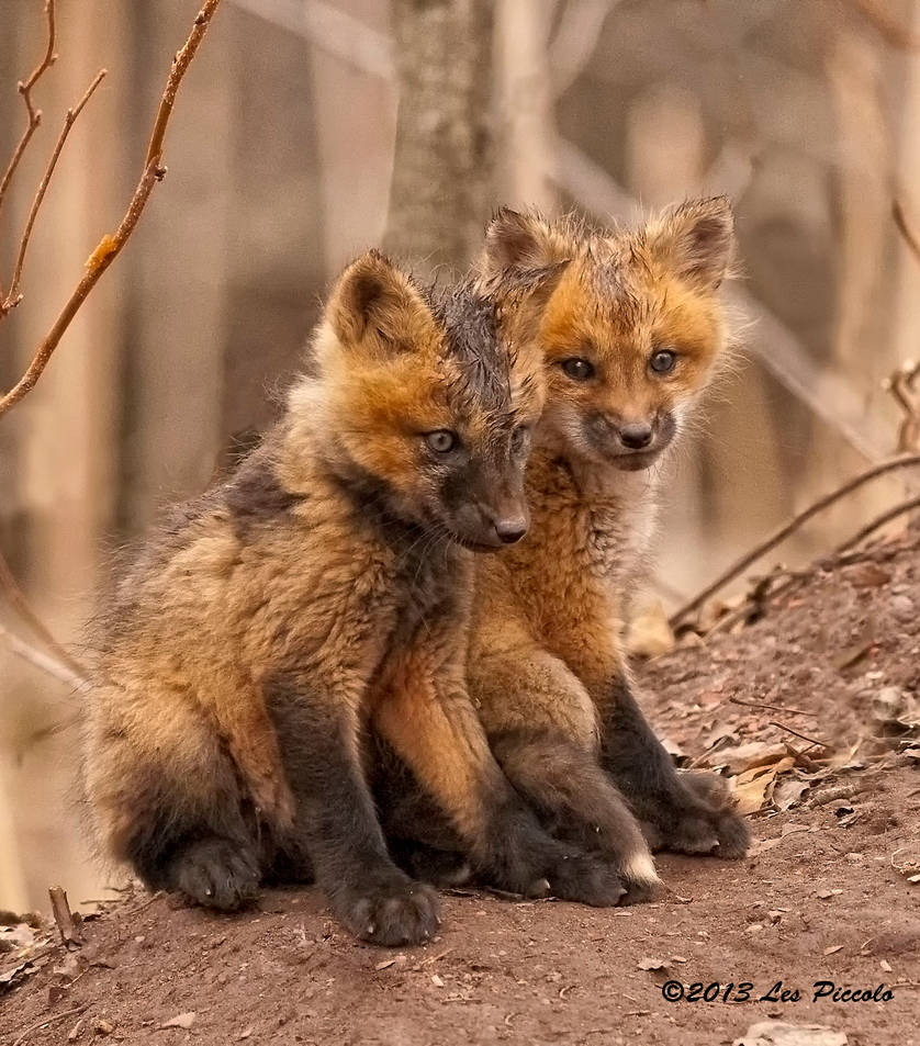 Two babies one fox на русском. Щенок лисы. Олененок и Лисенок. Щенки лисы дикой. Щенки лисы фото.