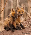 Fox Kits by Les-Piccolo