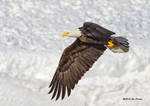 Eagle On Snow by Les-Piccolo