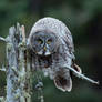 Great Gray Owl 2