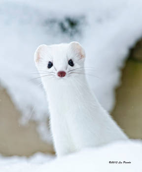 Short-Tailed Weasel 3