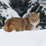 Winter Bobcat