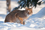 Bobcat 4 by Les-Piccolo