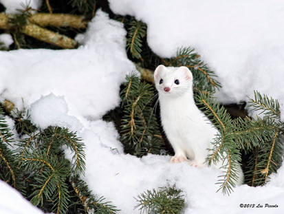 Short-Tailed Weasel 2