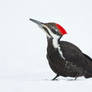 Pileated Woodpecker