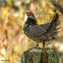 1275 Male Spruce Grouse