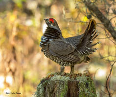 1275 Male Spruce Grouse