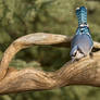 Blue Jay