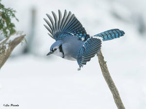 Winter Blue Jay