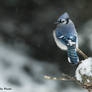 Blue Jay Portrait