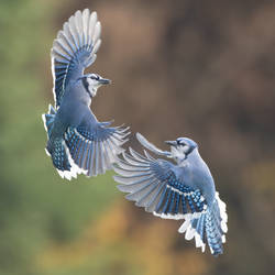 Blue Jay Ballet