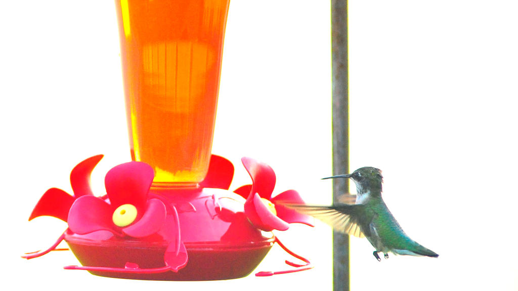 Hummingbird Feeding