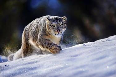 Snow Leopard