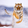 Siberian Tiger 2