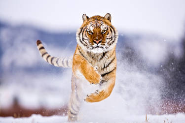Siberian Tiger 2 by catman-suha