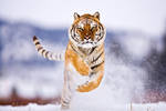 Siberian Tiger 2 by catman-suha