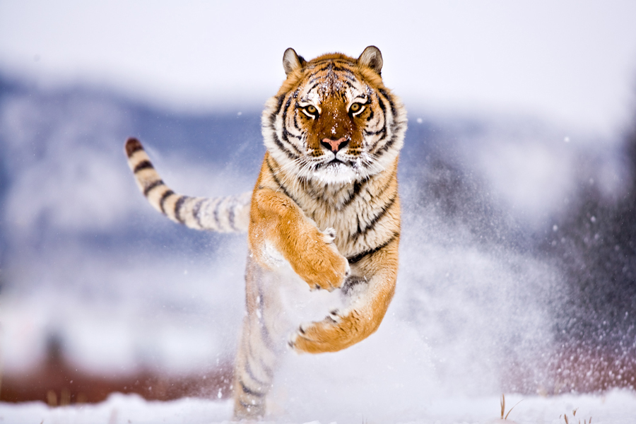 Siberian Tiger 2