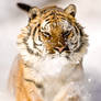 Siberian Tiger 3