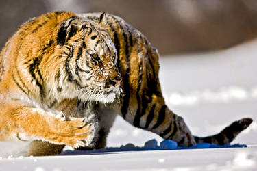 Siberian Tiger 4
