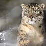 Snow Leopard 3