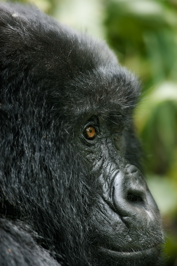 Mountain Gorilla 3