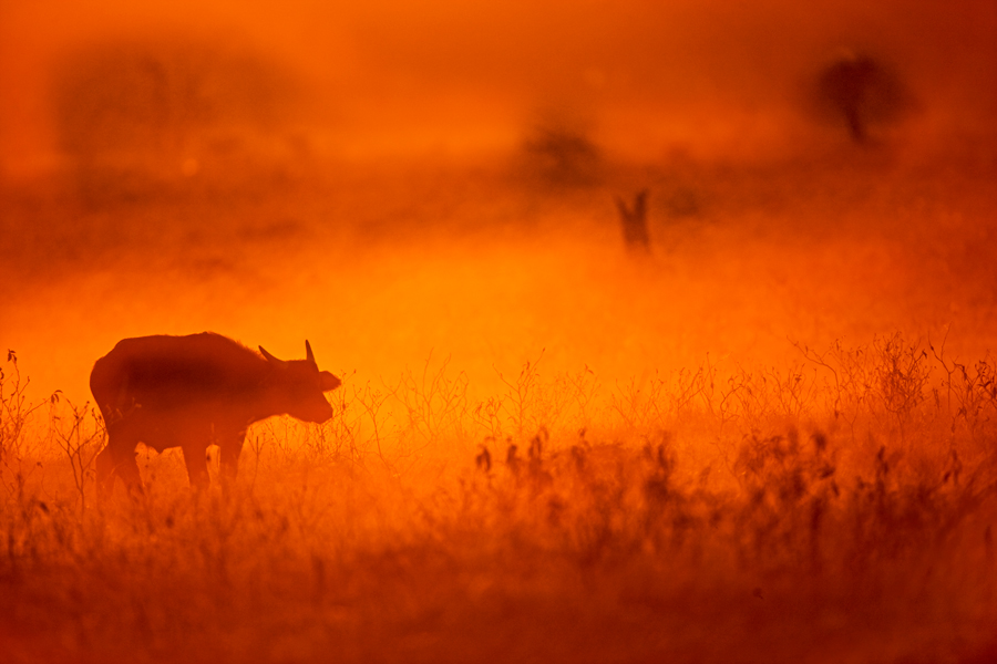 African Buffalo 1