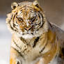 Siberian Tiger 5
