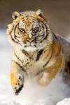 Siberian Tiger 5 by catman-suha