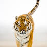 Siberian Tiger 6