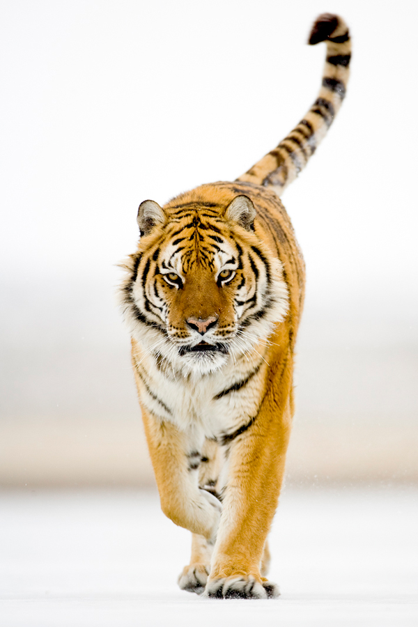 Siberian Tiger 6