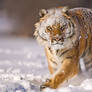 Siberian Tiger 8