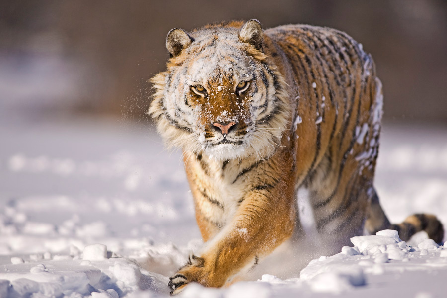 Siberian Tiger 8