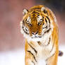 siberian Tiger 9