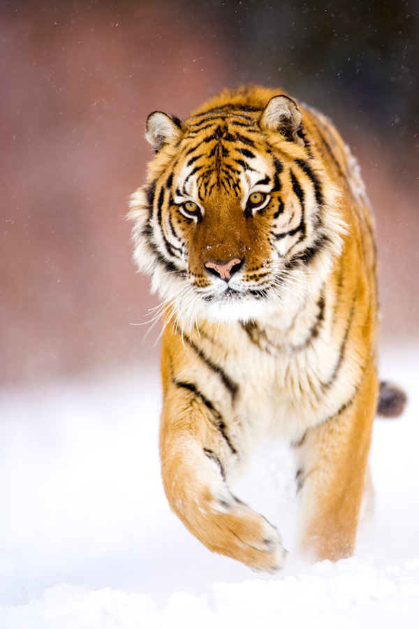 siberian Tiger 9
