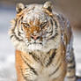 Siberian Tiger 10