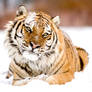 The Tiger and The Snow