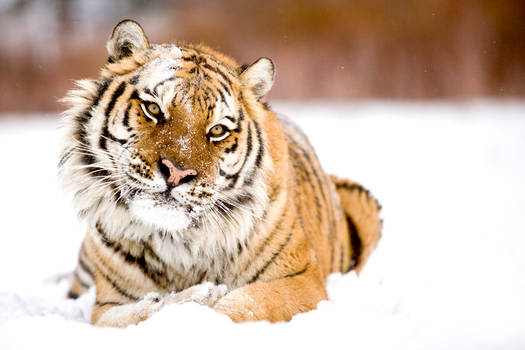 The Tiger and The Snow