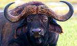 African Buffalo by catman-suha