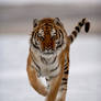 Siberian Tiger 11