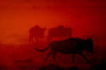 My Africa 11 by catman-suha