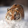 The Tiger and The Snow 2