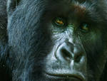 save the mountain gorilla 3 by catman-suha