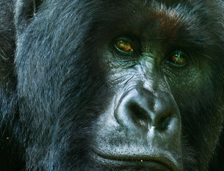 save the mountain gorilla 3